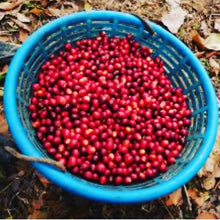 Load image into Gallery viewer, The Park Blend