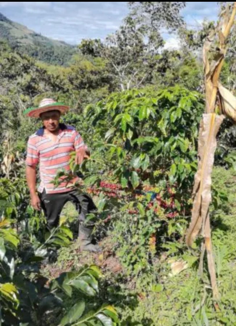 COLOMBIA (DECAF) HUILA